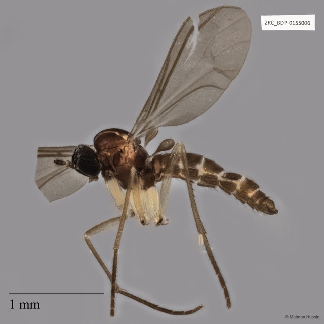 Sciaridae sp. "ZRCBDP0155006"•&copy; Maimon Hussin•All Rights Reserved