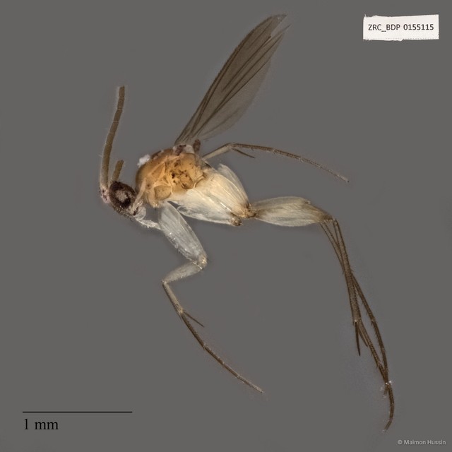 Sciaridae sp. "ZRCBDP0155115"•&copy; Maimon Hussin•All Rights Reserved