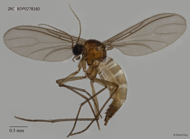 Sciaridae sp. "ZRCBDP0278160"•&copy; Rene Ong•All Rights Reserved