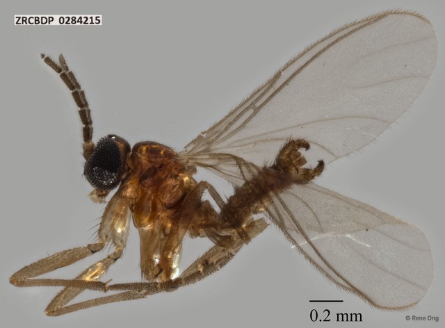 Sciaridae sp. "ZRCBDP0284215"•&copy; Rene Ong•All Rights Reserved