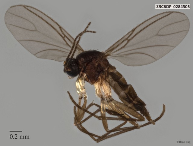 Sciaridae sp. "ZRCBDP0284305"•&copy; Rene Ong•All Rights Reserved