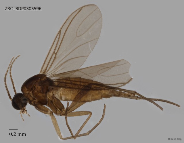 Sciaridae sp. "ZRCBDP0305596"•&copy; Rene Ong•All Rights Reserved