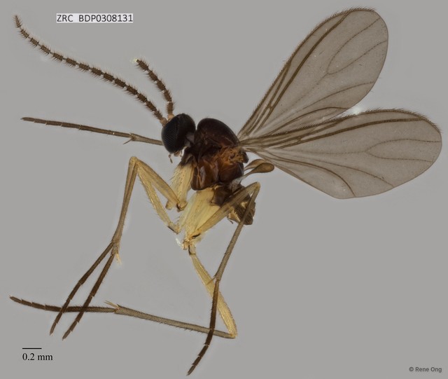 Sciaridae sp. "ZRCBDP0308131"•&copy; Rene Ong•All Rights Reserved