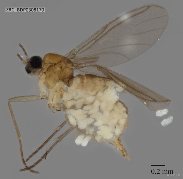 Sciaridae sp. "ZRCBDP0308170"•&copy; Rene Ong•All Rights Reserved