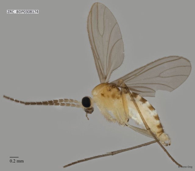 Sciaridae sp. "ZRCBDP0308174"•&copy; Rene Ong•All Rights Reserved