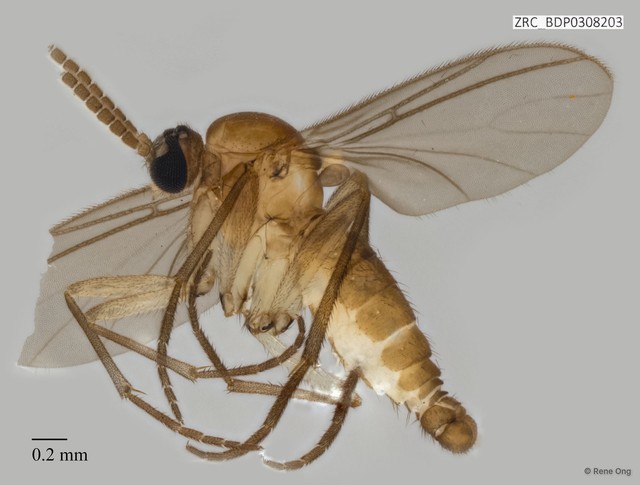 Sciaridae sp. "ZRCBDP0308203"•&copy; Rene Ong•All Rights Reserved