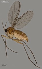 Sciaridae sp. "ZRCBDP0313985"•&copy; Rene Ong•All Rights Reserved