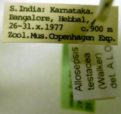 Allosepsis testacea•All Rights ReservedMuseum Label