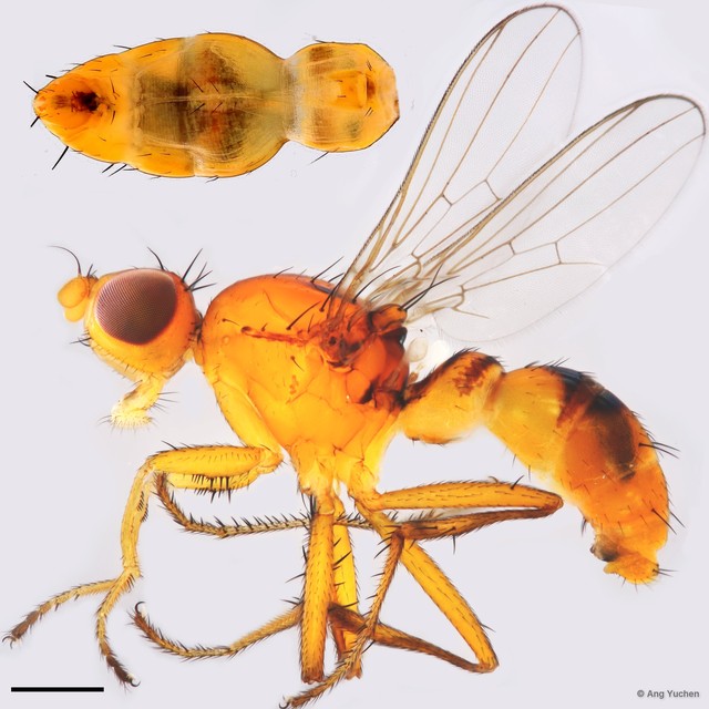 Australosepsis frontalis•&copy; Ang Yuchen•All Rights Reserved