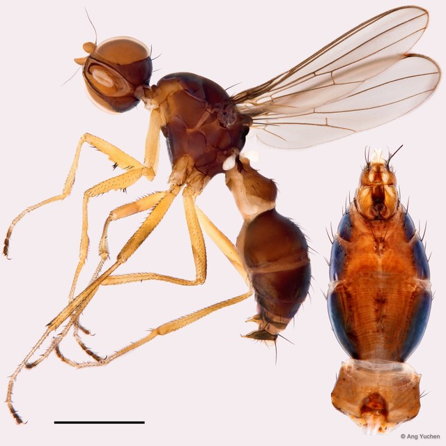 Dicranosepsis sp. "revocans"•&copy; Ang Yuchen•All Rights Reserved