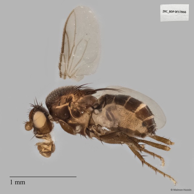 Sphaeroceridae sp. "ISC0003628"•&copy; Maimon Hussin•All Rights Reserved