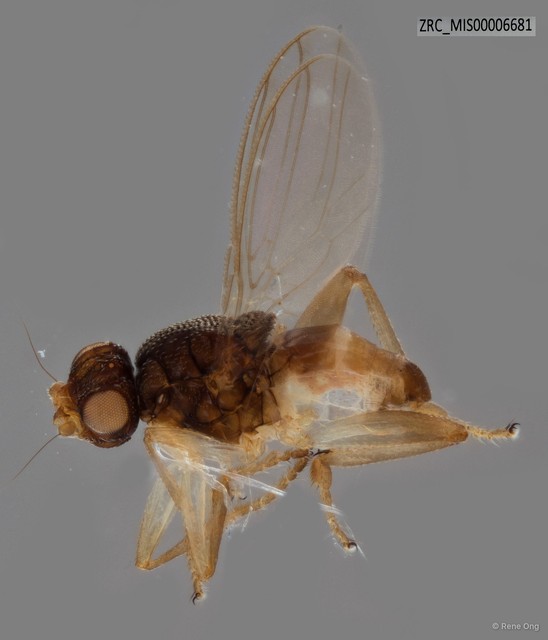 Sphaeroceridae sp. "ZRC_MIS00006681"•&copy; Rene Ong•All Rights Reserved