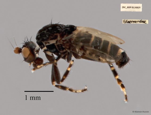 Sphaeroceridae sp. "ZRCBDP00126820"•&copy; Maimon Hussin•All Rights Reserved
