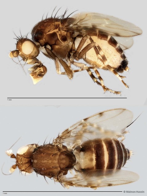 Limosininae sp. "ZRCBDP0019775"•&copy; Maimon Hussin•All Rights Reserved