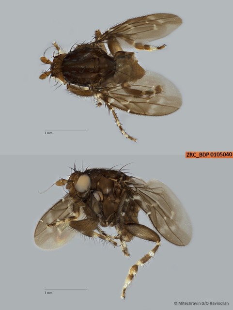 Sphaeroceridae sp. "ZRCBDP0019868"•&copy; Miteshravin S/O Ravindran•All Rights Reserved