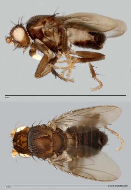 Limosininae sp. "ZRCBDP0019890"•&copy; Maimon Hussin•All Rights Reserved