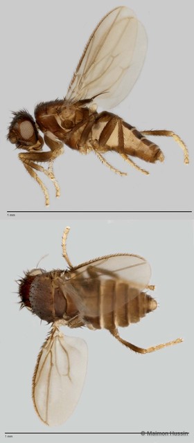 Limosininae sp. "ZRCBDP0021690"•&copy; Maimon Hussin•All Rights Reserved