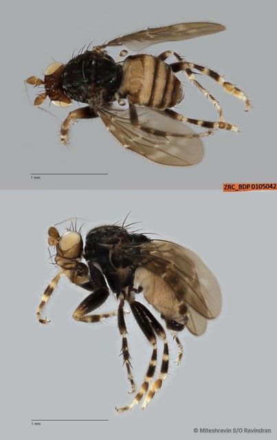 Sphaeroceridae sp. "ZRCBDP0025131"•&copy; Miteshravin S/O Ravindran•All Rights Reserved