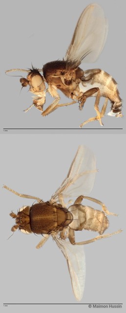 Limosininae sp. "ZRCBDP0025193"•&copy; Maimon Hussin•All Rights Reserved
