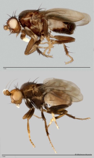 Limosininae sp. "ZRCBDP0025300"•&copy; Maimon Hussin•All Rights Reserved