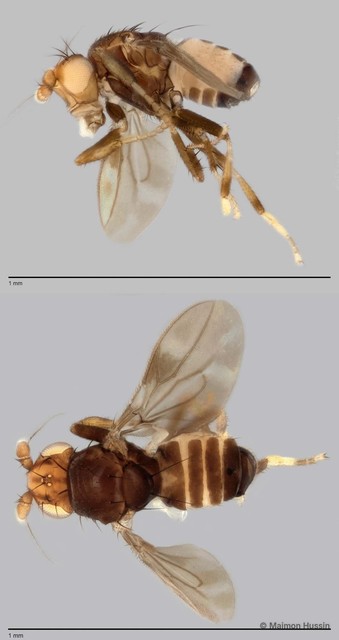 Limosininae sp. "ZRCBDP0025418"•&copy; Maimon Hussin•All Rights Reserved