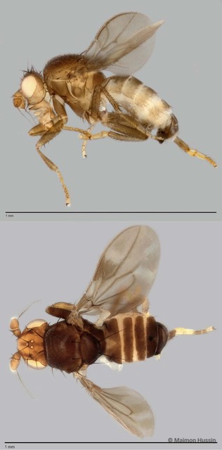 Limosininae sp. "ZRCBDP0025421"•&copy; Maimon Hussin•All Rights Reserved