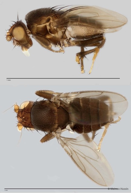 Limosininae sp. "ZRCBDP0025489"•&copy; Maimon Hussin•All Rights Reserved