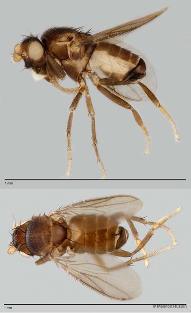 Limosininae sp. "ZRCBDP0025492"•&copy; Maimon Hussin•All Rights Reserved