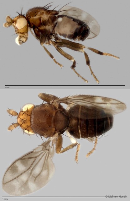 Limosininae sp. "ZRCBDP0025493"•&copy; Maimon Hussin•All Rights Reserved