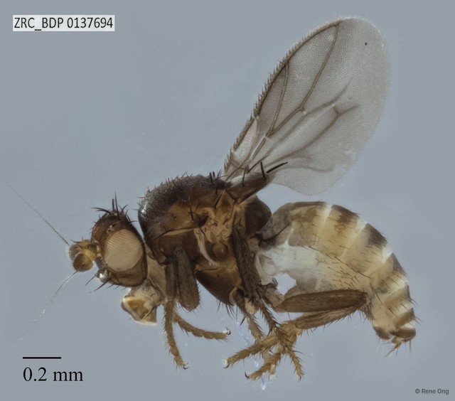 Sphaeroceridae sp. "ZRCBDP0031804"•&copy; Rene Ong•All Rights Reserved