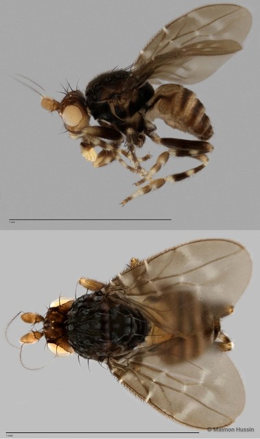 Limosininae sp. "ZRCBDP0054322"•&copy; Maimon Hussin•All Rights Reserved
