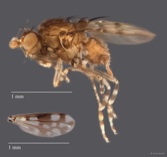 Sphaeroceridae sp. "ZRCBDP0063694"•&copy; Arina Adom•All Rights Reserved