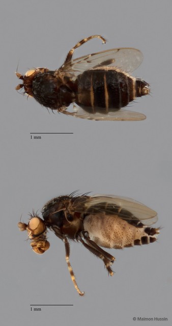 Sphaeroceridae sp. "ZRCBDP0079930"•&copy; Maimon Hussin•All Rights Reserved