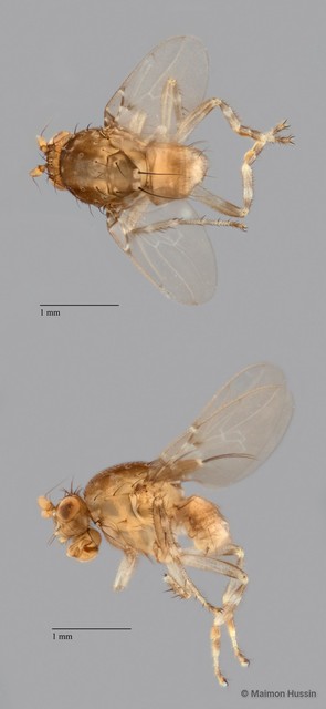 Sphaeroceridae sp. "ZRCBDP0081072"•&copy; Maimon Hussin•All Rights Reserved