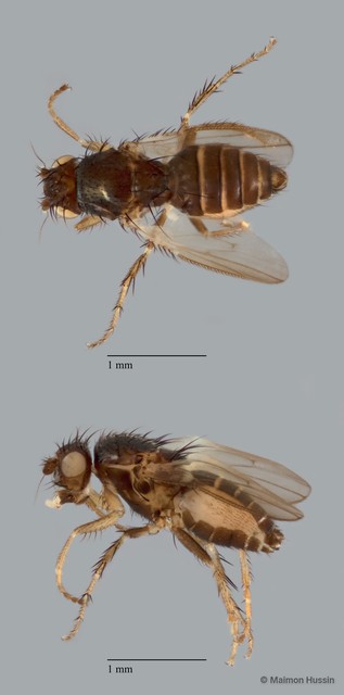 Sphaeroceridae sp. "ZRCBDP0089729"•&copy; Maimon Hussin•All Rights Reserved