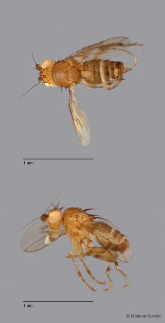 Sphaeroceridae sp. "ZRCBDP0089761"•&copy; Maimon Hussin•All Rights Reserved