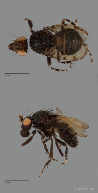 Sphaeroceridae sp. "ZRCBDP0089866"•&copy; Maimon Hussin•All Rights Reserved
