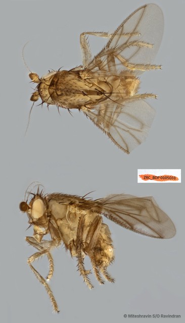 Sphaeroceridae sp. "ZRCBDP0090084"•&copy; Miteshravin S/O Ravindran•All Rights Reserved