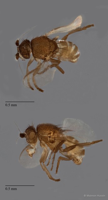 Sphaeroceridae sp. "ZRCBDP0090170"•&copy; Maimon Hussin•All Rights Reserved