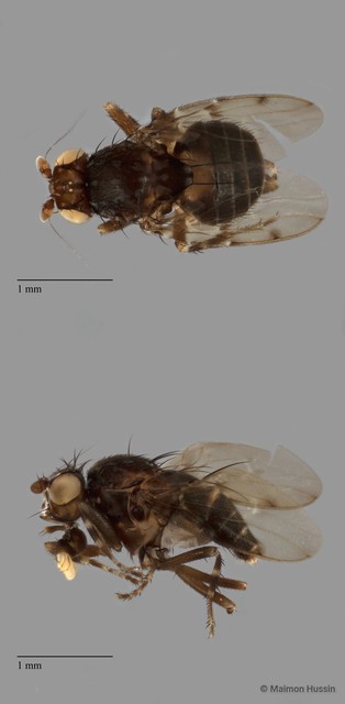 Sphaeroceridae sp. "ZRCBDP0090228"•&copy; Maimon Hussin•All Rights Reserved