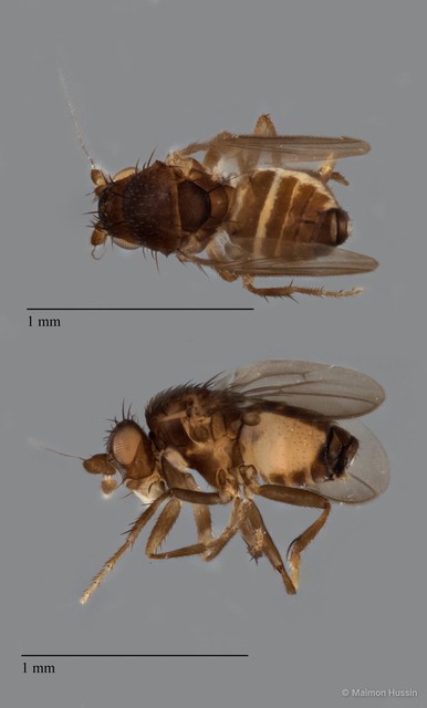 Sphaeroceridae sp. "ZRCBDP0090232"•&copy; Maimon Hussin•All Rights Reserved