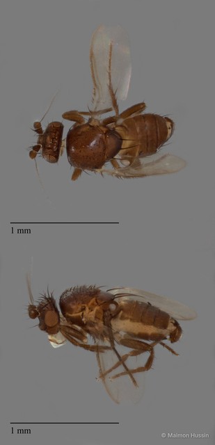 Sphaeroceridae sp. "ZRCBDP0090267"•&copy; Maimon Hussin•All Rights Reserved