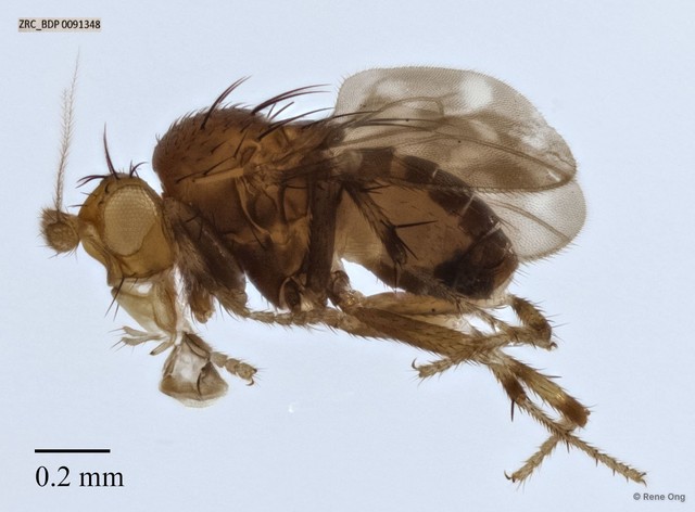 Sphaeroceridae sp. "ZRCBDP0091348"•&copy; Rene Ong•All Rights Reserved