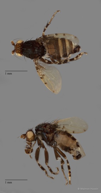 Sphaeroceridae sp. "ZRCBDP0091472"•&copy; Maimon Hussin•All Rights Reserved