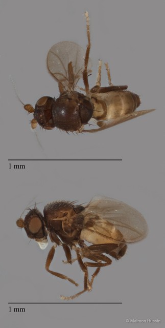Sphaeroceridae sp. "ZRCBDP0092278"•&copy; Maimon Hussin•All Rights Reserved
