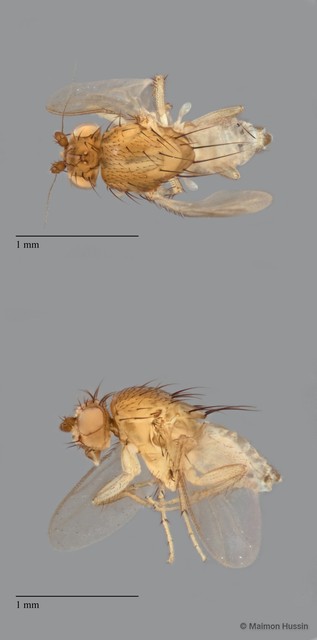 Sphaeroceridae sp. "ZRCBDP0092288"•&copy; Maimon Hussin•All Rights Reserved