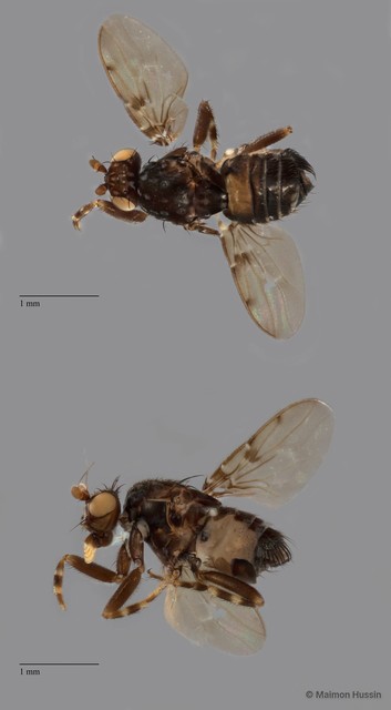 Sphaeroceridae sp. "ZRCBDP0092301"•&copy; Maimon Hussin•All Rights Reserved