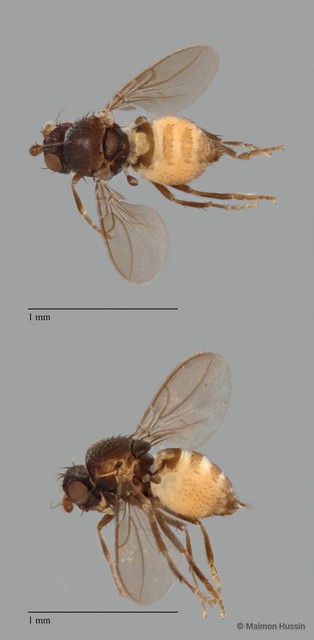 Sphaeroceridae sp. "ZRCBDP0092316"•&copy; Maimon Hussin•All Rights Reserved