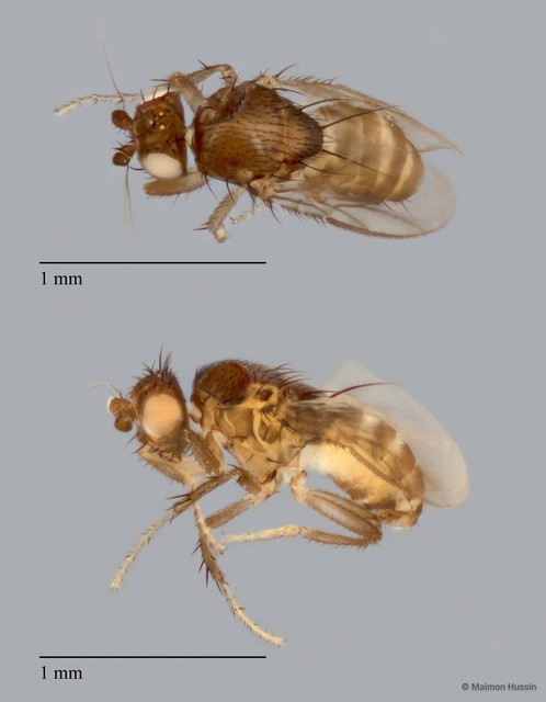 Sphaeroceridae sp. "ZRCBDP0092341"•&copy; Maimon Hussin•All Rights Reserved