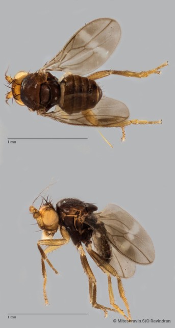 Sphaeroceridae sp. "ZRCBDP0093101"•&copy; Miteshravin S/O Ravindran•All Rights Reserved